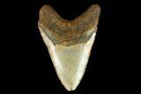 Fossil Megalodon Tooth - North Carolina #124971-2